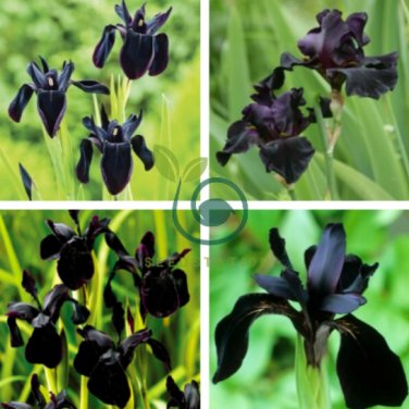 Siberian Iris Black Gold Iris Chrysographes Flower 10 Seeds
