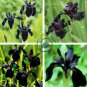 Siberian Iris Black Gold Iris Chrysographes Flower 10 Seeds