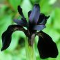 Siberian Iris Black Gold Iris Chrysographes Flower 10 Seeds