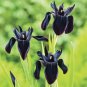Siberian Iris Black Gold Iris Chrysographes Flower 10 Seeds