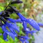 Black and Blue' Salvia guaranitica Sage Perennial 60 Seeds