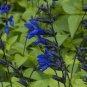 Black and Blue' Salvia guaranitica Sage Perennial 60 Seeds