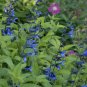 Black and Blue' Salvia guaranitica Sage Perennial 60 Seeds