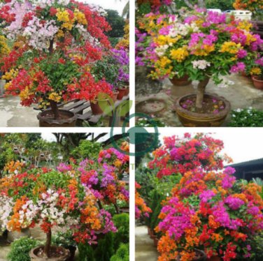 Mix-color Bougainvillea Santa Rita Bonsai Flowers 100 Seeds