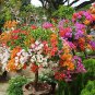 Mix-color Bougainvillea Santa Rita Bonsai Flowers 100 Seeds