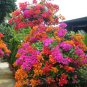 Mix-color Bougainvillea Santa Rita Bonsai Flowers 100 Seeds