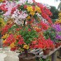 Mix-color Bougainvillea Santa Rita Bonsai Flowers 100 Seeds