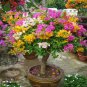 Mix-color Bougainvillea Santa Rita Bonsai Flowers 100 Seeds