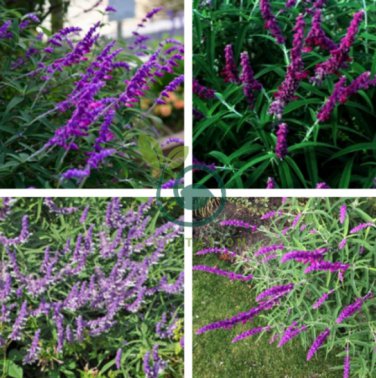 Salvia Leucantha Imported Mexican Bush Sage Pink Flower 60 Seeds