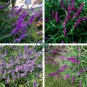 Salvia Leucantha Imported Mexican Bush Sage Pink Flower 60 Seeds