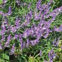 Salvia Leucantha Imported Mexican Bush Sage Pink Flower 60 Seeds