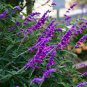 Salvia Leucantha Imported Mexican Bush Sage Pink Flower 60 Seeds