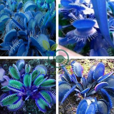 Flytrap Bonsai 200 Seeds