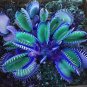 Flytrap Bonsai 200 Seeds