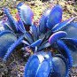 Flytrap Bonsai 200 Seeds