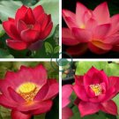 Nelumbo Nucifera Dark Red Lotus Flowers 2 seeds