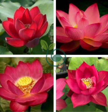 Nelumbo Nucifera Dark Red Lotus Flowers 2 seeds