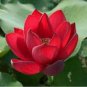 Nelumbo Nucifera Dark Red Lotus Flowers 2 seeds