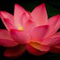 Nelumbo Nucifera Dark Red Lotus Flowers 2 seeds