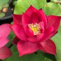 Nelumbo Nucifera Dark Red Lotus Flowers 2 seeds