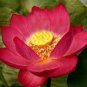 Nelumbo Nucifera Dark Red Lotus Flowers 2 seeds