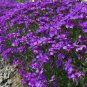 Creeping Thyme Bonsai or Blue Rock CRESS Plant 1000 Seeds