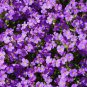 Creeping Thyme Bonsai or Blue Rock CRESS Plant 1000 Seeds