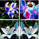 Lily Bulb Bonsai Rare Perennial Fragrant Plants Flower 2 Seeds