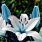Lily Bulb Bonsai Rare Perennial Fragrant Plants Flower 2 Seeds