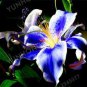 Lily Bulb Bonsai Rare Perennial Fragrant Plants Flower 2 Seeds