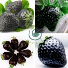 Super Black Strawberry Organic 200 Seeds