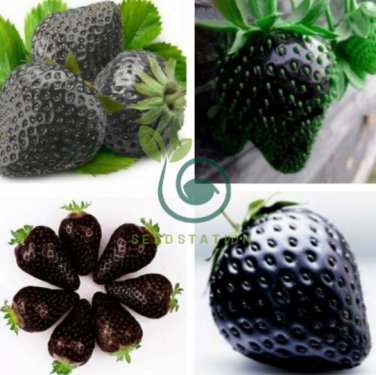 Super Black Strawberry Organic 200 Seeds
