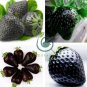 Super Black Strawberry Organic 200 Seeds