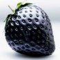 Super Black Strawberry Organic 200 Seeds