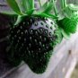Super Black Strawberry Organic 200 Seeds