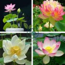 Rare Mixed 4 Types of Lotus Flowers 20 Seeds