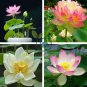 Rare Mixed 4 Types of Lotus Flowers 20 Seeds
