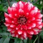 Pink Red Dahlia Flower 100 Seeds