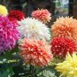 Pink Red Dahlia Flower 100 Seeds