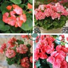 Geranium Rose Red Begonia-like Double Petals Bonsai Perennial Flowers 20 Seeds