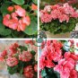 Geranium Rose Red Begonia-like Double Petals Bonsai Perennial Flowers 20 Seeds