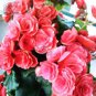 Geranium Rose Red Begonia-like Double Petals Bonsai Perennial Flowers 20 Seeds