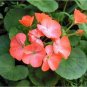 Geranium Rose Red Begonia-like Double Petals Bonsai Perennial Flowers 20 Seeds