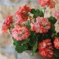 Geranium Rose Red Begonia-like Double Petals Bonsai Perennial Flowers 20 Seeds
