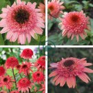 'Raspberry Truffle' Echinacea Coneflowers  200 Seeds