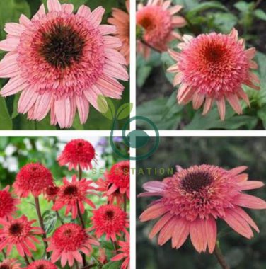 'Raspberry Truffle' Echinacea Coneflowers  200 Seeds