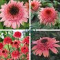 'Raspberry Truffle' Echinacea Coneflowers  200 Seeds