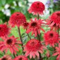 'Raspberry Truffle' Echinacea Coneflowers  200 Seeds