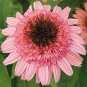 'Raspberry Truffle' Echinacea Coneflowers  200 Seeds