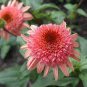 'Raspberry Truffle' Echinacea Coneflowers  200 Seeds